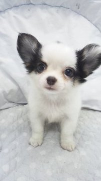 チワワ(ロング)【東京都・男の子・2015年5月12日・パーティー】の写真「ミニサイズ予想」