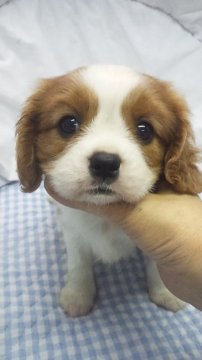 キャバリア【東京都・女の子・2016年8月8日・ブレンハイム】の写真「小ぶりサイズ予想」