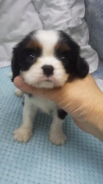 キャバリア【東京都・女の子・2019年3月3日・トライカラー】の写真「小ぶり予想」