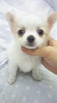 チワワ(ロング)【東京都・女の子・2013年8月12日・クリーム&ホワイト(ミニサイズ)】の写真「」