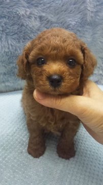 トイプードル(タイニー)【東京都・男の子・2020年5月30日・レッド】の写真「タイニーサイズ予想」