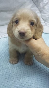 ミニチュアダックスフンド(ロング)【東京都・男の子・2019年1月25日・イエロー】の写真「カニンヘンサイズ予想」