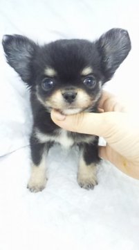 チワワ(ロング)【東京都・男の子・2015年2月14日・ブラック&タン】の写真「ミニサイズ予想」