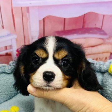 キャバリア【東京都・男の子・2023年9月28日・トライ】の写真「父チャンピョン　甘えん坊で　優しい子。」