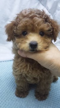 トイプードル(タイニー)【東京都・女の子・2019年10月11日・アプリコット】の写真「タイニーサイズ」