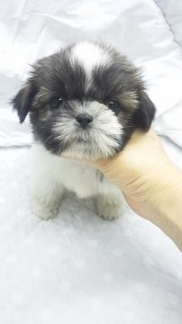 シーズー【東京都・男の子・2018年2月14日・ゴールド&ホワイト】の写真「ミニサイズ予想」