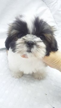 シーズー【東京都・女の子・2018年1月11日・ゴールド&ホワイト】の写真「小ぶり予想」