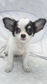 チワワ(ロング)【東京都・女の子・2015年5月12日・パーティー】の写真「ミニサイズ予想」