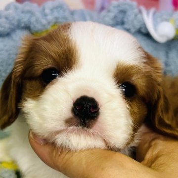 キャバリア【東京都・男の子・2024年4月4日・ブレンハイム】の写真「のんびりした男の子」