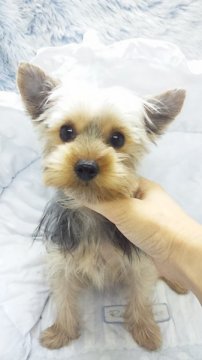 ヨークシャーテリア【東京都・女の子・2013年5月24日・スティールブルー&タン(ミニサイズ)】の写真「」