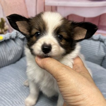 パピヨン【東京都・男の子・2023年6月6日・ホワイト&ブラウン】の写真「父JKCチャンピョン、人懐こい子」