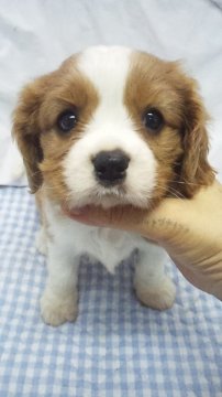 キャバリア【東京都・女の子・2016年8月8日・ブレンハイム】の写真「小ぶりサイズ予想」