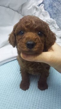 トイプードル(タイニー)【東京都・男の子・2019年11月12日・レッド】の写真「タイニーサイズ予想」