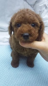 トイプードル(タイニー)【東京都・女の子・2019年10月30日・レッド】の写真「タイニーサイズ予想」