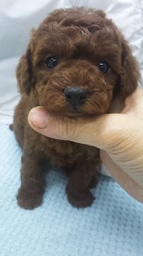 トイプードル(タイニー)【東京都・女の子・2020年2月8日・レッド】の写真「タイニーサイズ予想」