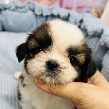 シーズー【東京都・男の子・2023年6月16日・ゴールド&ホワイト】の写真「父JKCチャンピョン、甘えん坊です。」