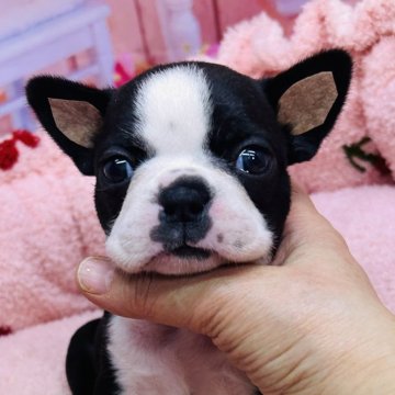 ボストンテリア【東京都・女の子・2024年1月26日・ボストンカラー】の写真「小ぶりの　美人の女の子」