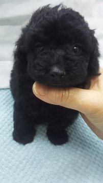 トイプードル(タイニー)【東京都・女の子・2020年1月12日・ブラック】の写真「ティーカップ～タイニーサイズ予想」