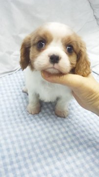 キャバリア【東京都・男の子・2017年11月16日・ブレンハイム】の写真「小ぶりサイズ予想」