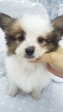 パピヨン【東京都・男の子・2013年9月3日・ホワイト&ブラウン(小ぶり予想)】の写真「」