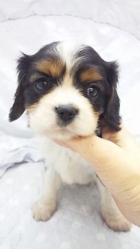 キャバリア【東京都・男の子・2013年12月2日・トライ(小ぶり予想)】の写真「」