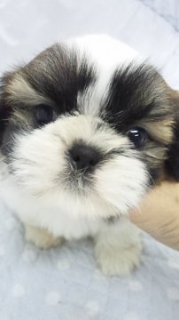 シーズー【東京都・男の子・2014年1月12日・ゴールド&ホワイト(父チャンピョン・小ぶり予想)】の写真「」