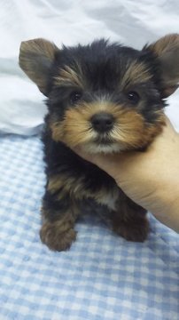 ヨークシャーテリア【東京都・男の子・2017年6月23日・スティールブルー&タン】の写真「小ぶりサイズ予想」