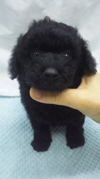 トイプードル(タイニー)【東京都・男の子・2019年5月25日・ブラック】の写真「タイニーサイズ予想」