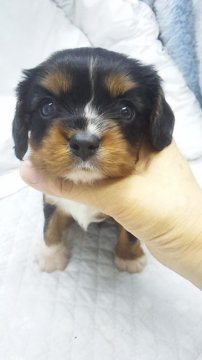 キャバリア【東京都・男の子・2018年5月16日・トライ】の写真「小ぶり予想」