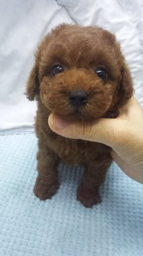 トイプードル(タイニー)【東京都・女の子・2019年8月6日・レッド】の写真「タイニーサイズ」