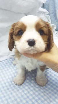 キャバリア【東京都・男の子・2017年3月13日・ブレンハイム】の写真「小ぶりサイズ予想」