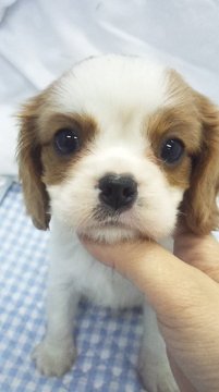 キャバリア【東京都・女の子・2015年11月7日・ブレンハイム】の写真「小ぶりサイズ予想」