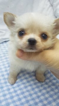 チワワ(ロング)【東京都・男の子・2015年8月16日・クリーム&ホワイト】の写真「ミニミニサイズ予想」
