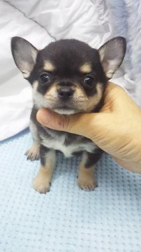 チワワ(スムース)【東京都・男の子・2018年10月18日・ブラックタン&ホワイト】の写真「ミニサイズ予想」