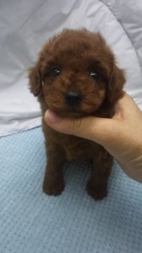トイプードル(ティーカップ)【東京都・女の子・2019年8月5日・レッド】の写真「ティーカップ～タイニーサイズ予想」