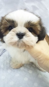 シーズー【東京都・男の子・2013年9月15日・レッド&ホワイト(小ぶり予想)】の写真「」