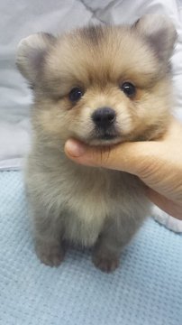 ポメラニアン【東京都・男の子・2019年9月25日・クリーム】の写真「小ぶり予想」
