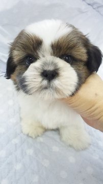 シーズー【東京都・男の子・2013年10月20日・ゴールド&ホワイト(小ぶり予想)】の写真「」