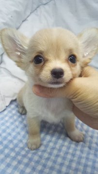 チワワ(ロング)【東京都・女の子・2016年6月13日・クリーム&ホワイト】の写真「ミニサイズ予想」
