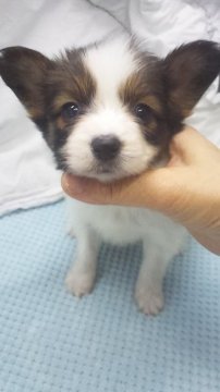 パピヨン【東京都・女の子・2018年11月15日・ホワイト&ブラウン】の写真「小ぶり予想」