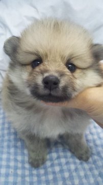 ポメラニアン【東京都・男の子・2016年6月21日・クリームセーブル】の写真「小ぶり予想」