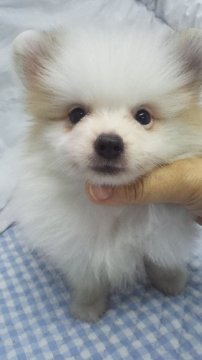 ポメラニアン【東京都・男の子・2016年6月10日・パーティー】の写真「ミニサイズ予想」