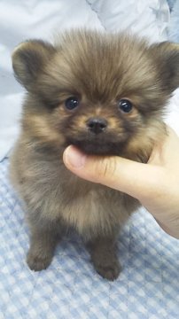 ポメラニアン【東京都・男の子・2017年2月10日・オレンジ】の写真「ミニサイズ予想」