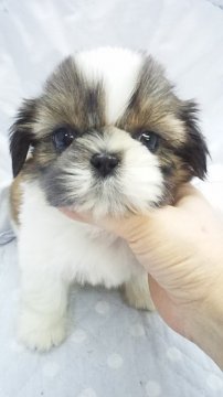シーズー【東京都・女の子・2013年12月13日・ホワイト&ゴールド(父チャンピョン・ミニサイズ予想)】の写真「」