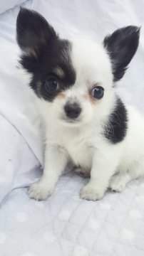 チワワ(ロング)【東京都・男の子・2014年8月5日・パーティー】の写真「ミニサイズ予想」