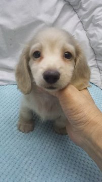 ミニチュアダックスフンド(ロング)【東京都・男の子・2019年2月22日・イエロー】の写真「小ぶり予想」