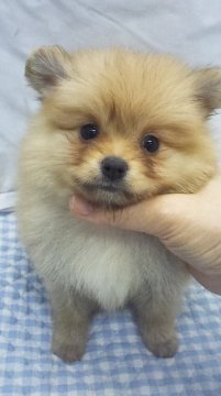 ポメラニアン【東京都・女の子・2015年12月17日・オレンジ】の写真「ミニサイズ予想」