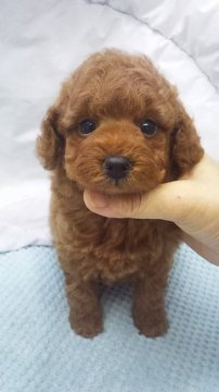 トイプードル(タイニー)【東京都・男の子・2019年5月30日・レッド】の写真「タイニーサイズ予想」