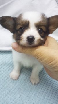 パピヨン【東京都・女の子・2019年6月5日・ホワイト&ブラウン】の写真「小ぶり予想」