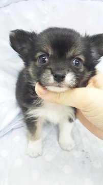チワワ(ロング)【東京都・男の子・2014年1月14日・ブラックタン&ホワイト(ミニサイズ予想)】の写真「」